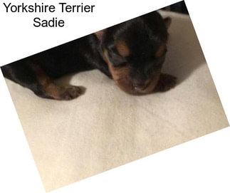 Yorkshire Terrier Sadie