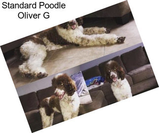Standard Poodle Oliver G
