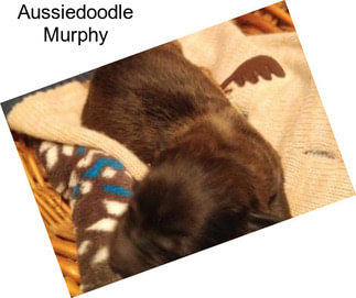 Aussiedoodle Murphy