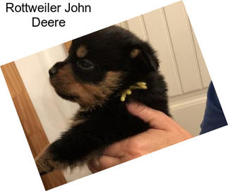 Rottweiler John Deere