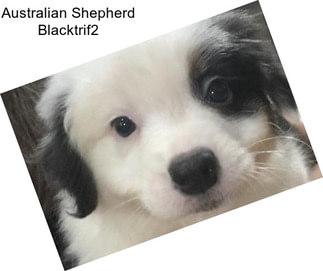 Australian Shepherd Blacktrif2