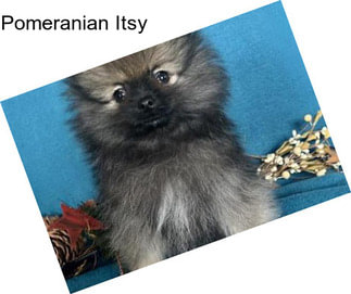 Pomeranian Itsy