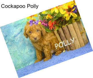 Cockapoo Polly