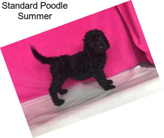 Standard Poodle Summer