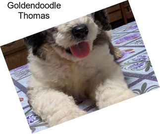 Goldendoodle Thomas