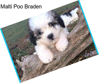 Malti Poo Braden