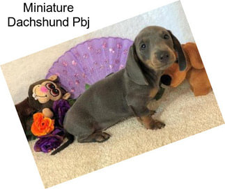 Miniature Dachshund Pbj