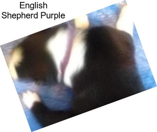 English Shepherd Purple