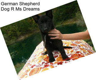 German Shepherd Dog R Ms Dreams