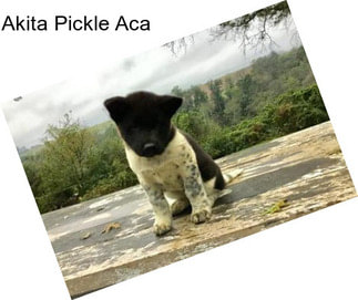 Akita Pickle Aca
