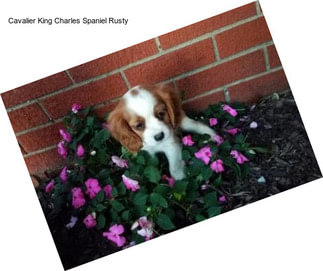 Cavalier King Charles Spaniel Rusty