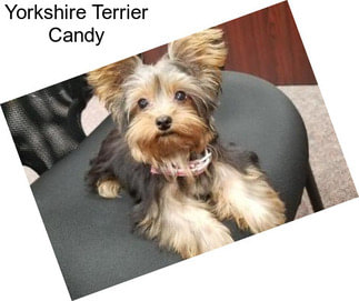 Yorkshire Terrier Candy