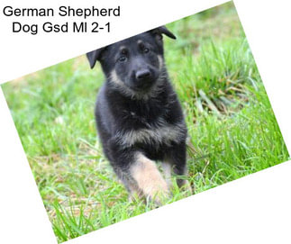 German Shepherd Dog Gsd Ml 2-1