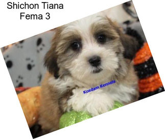 Shichon Tiana Fema 3