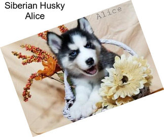 Siberian Husky Alice