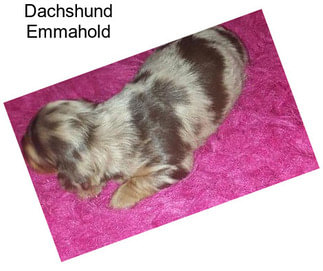 Dachshund Emmahold