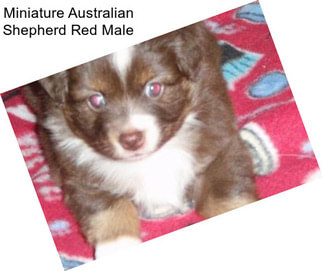 Miniature Australian Shepherd Red Male