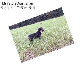 Miniature Australian Shepherd ** Sale Btm
