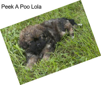 Peek A Poo Lola