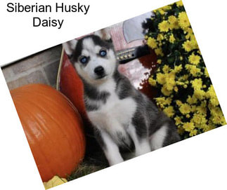 Siberian Husky Daisy