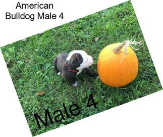 American Bulldog Male 4