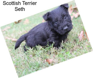 Scottish Terrier Seth