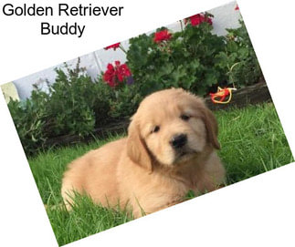 Golden Retriever Buddy