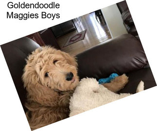 Goldendoodle Maggies Boys