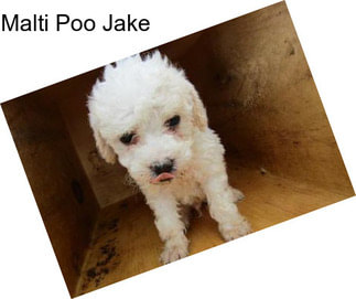 Malti Poo Jake