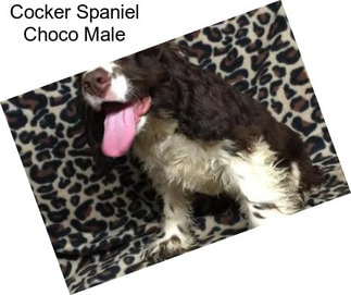 Cocker Spaniel Choco Male