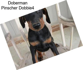 Doberman Pinscher Dobbie4