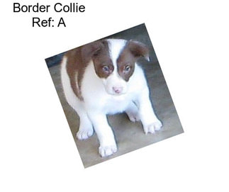 Border Collie Ref: A