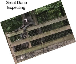 Great Dane Expecting