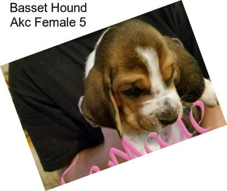 Basset Hound Akc Female 5