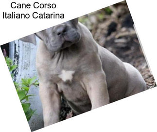 Cane Corso Italiano Catarina