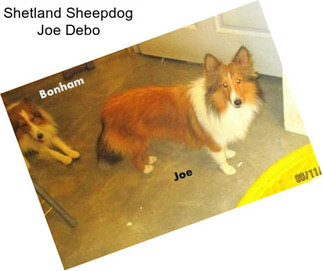 Shetland Sheepdog Joe Debo