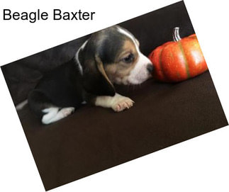 Beagle Baxter