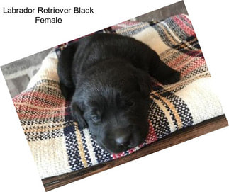 Labrador Retriever Black Female