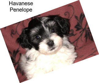 Havanese Penelope