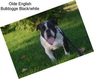 Olde English Bulldogge Black/white