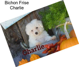 Bichon Frise Charlie