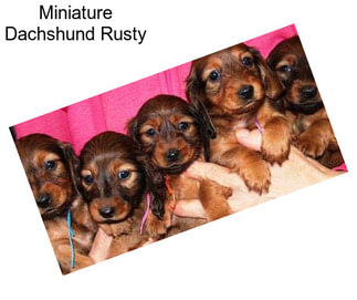 Miniature Dachshund Rusty