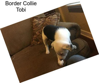 Border Collie Tobi