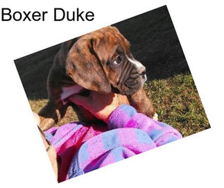 Boxer Duke