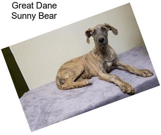 Great Dane Sunny Bear