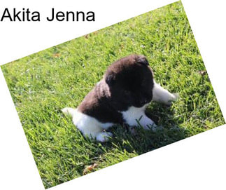 Akita Jenna