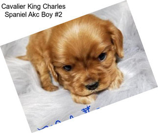 Cavalier King Charles Spaniel Akc Boy #2