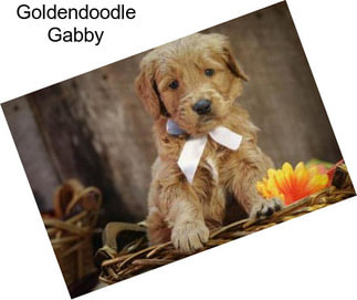 Goldendoodle Gabby