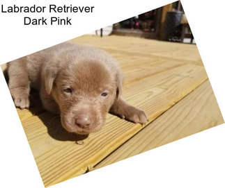 Labrador Retriever Dark Pink