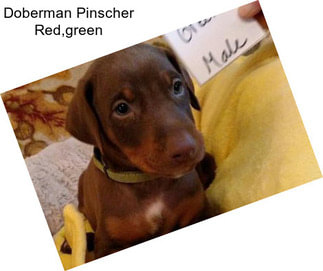 Doberman Pinscher Red,green